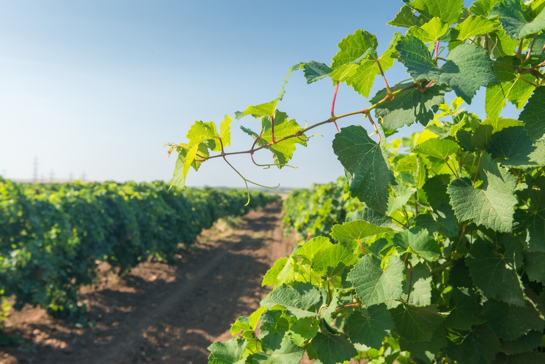 Группа компаний «Абрау-Дюрсо», лидер в производстве игристых вин и одно из крупнейших виноградарских предприятий России, официально открыла питомник…