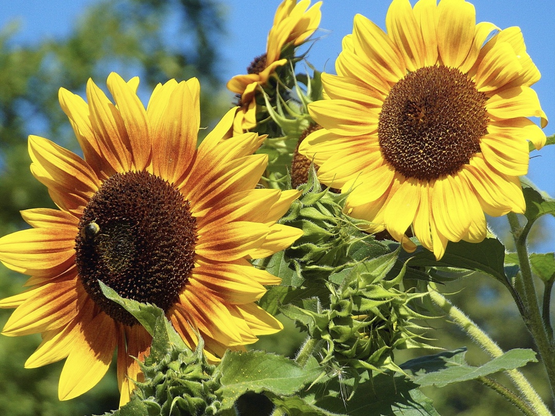 Цены на подсолнечник и подсолнечное масло на Европейской территории страны на прошлой неделе немного снизились. Так, цена закупки масла уменьшилась на 100…