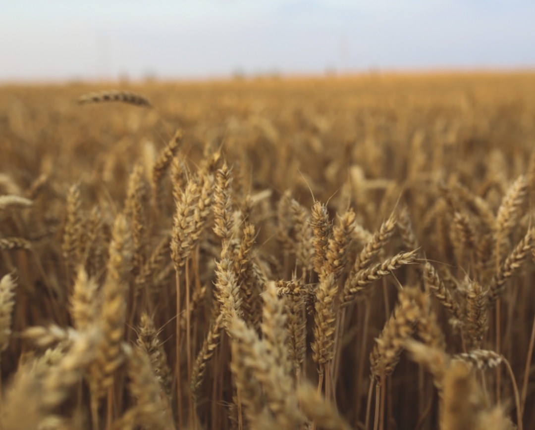 Самое интересное за неделю с 21 по 27 апреля
На прошедшей неделе решили продлить запрет на экспорт риса, отраслевые объединения попросили не вводить…