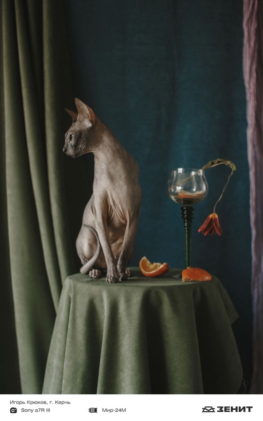 Котики у нас бывают редко, исправляем ситуацию целой подборкой пушистых любимцев