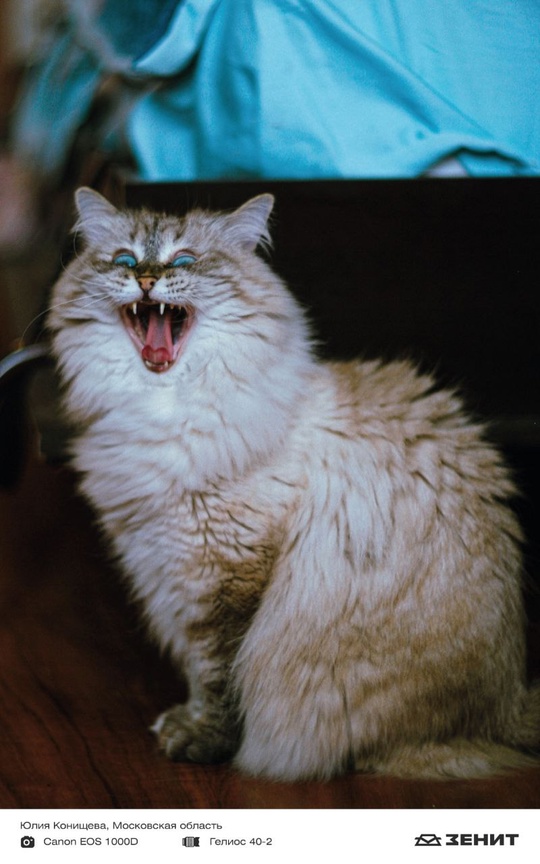 Котики у нас бывают редко, исправляем ситуацию целой подборкой пушистых любимцев