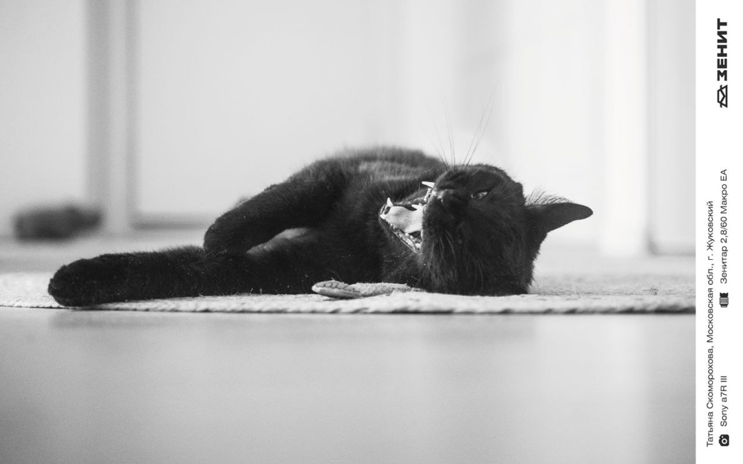 Котики у нас бывают редко, исправляем ситуацию целой подборкой пушистых любимцев