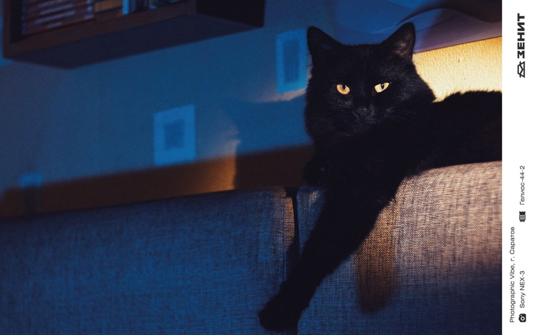 Котики у нас бывают редко, исправляем ситуацию целой подборкой пушистых любимцев