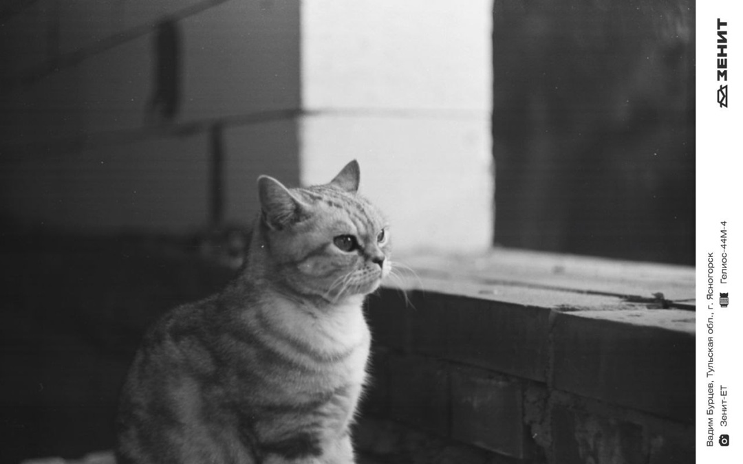 Котики у нас бывают редко, исправляем ситуацию целой подборкой пушистых любимцев