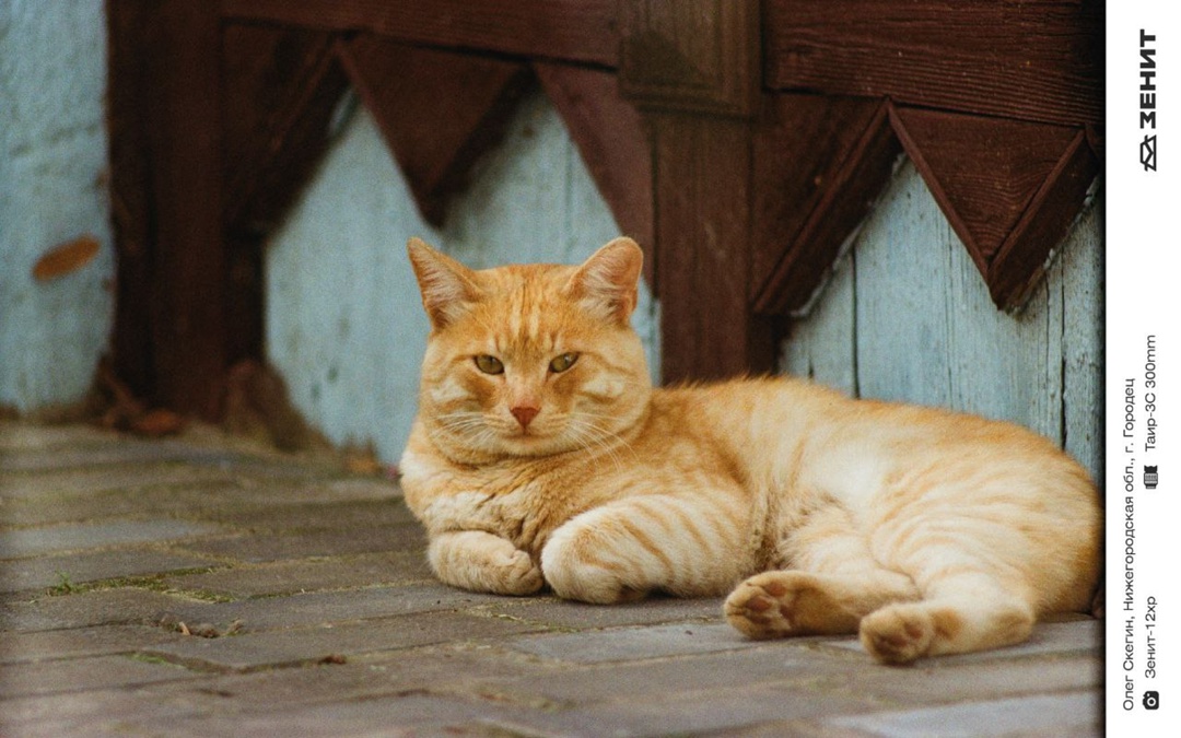 Котики у нас бывают редко, исправляем ситуацию целой подборкой пушистых любимцев