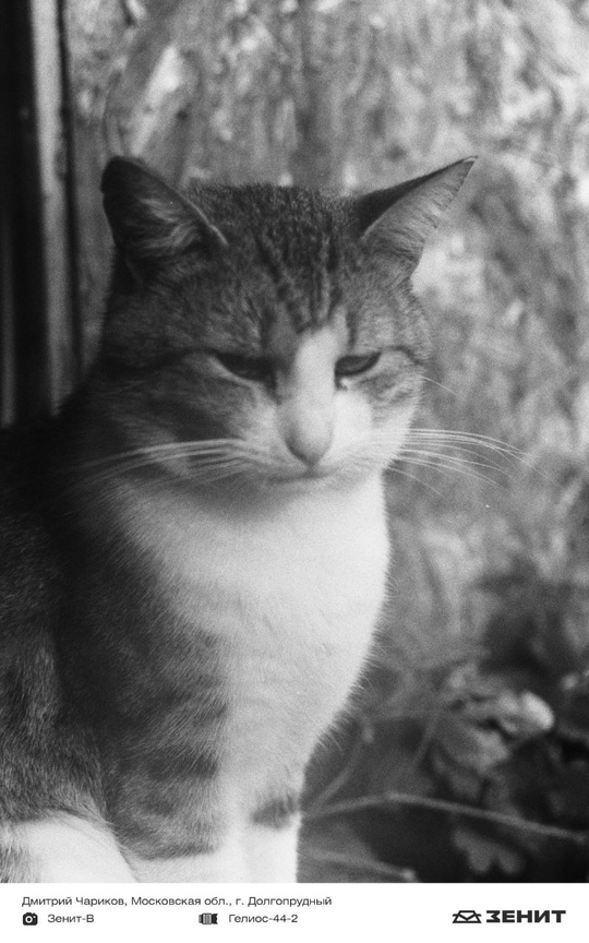 Котики у нас бывают редко, исправляем ситуацию целой подборкой пушистых любимцев