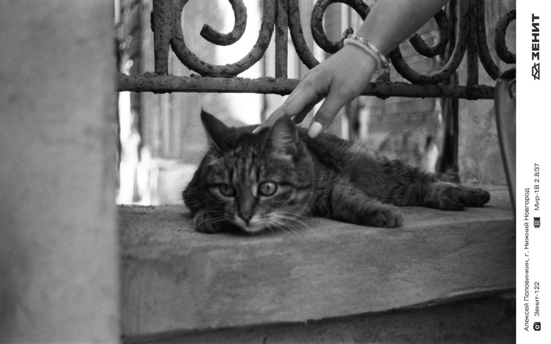 Котики у нас бывают редко, исправляем ситуацию целой подборкой пушистых любимцев