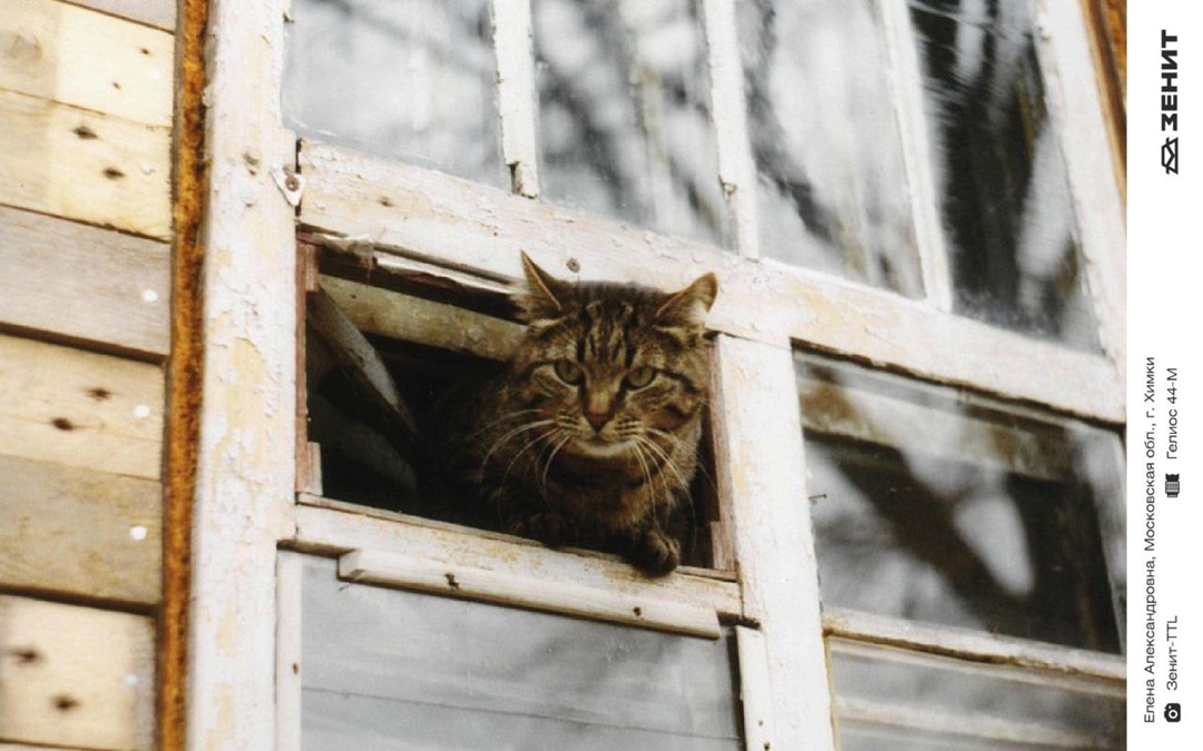 Котики у нас бывают редко, исправляем ситуацию целой подборкой пушистых любимцев