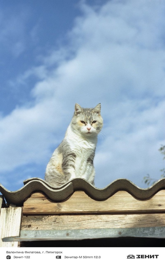 Котики у нас бывают редко, исправляем ситуацию целой подборкой пушистых любимцев