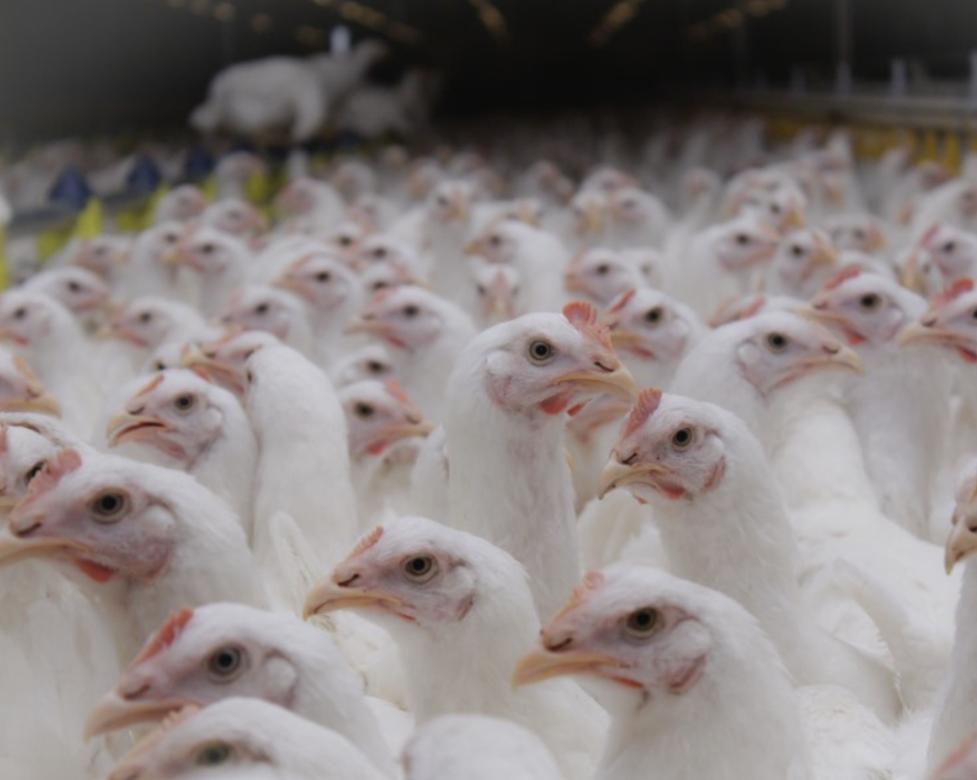 Группа компаний «Русское поле» завершила реконструкцию инкубатора Павловской птицефабрики (Нижегородская область). По информации пресс-службы агрохолдинга, на…