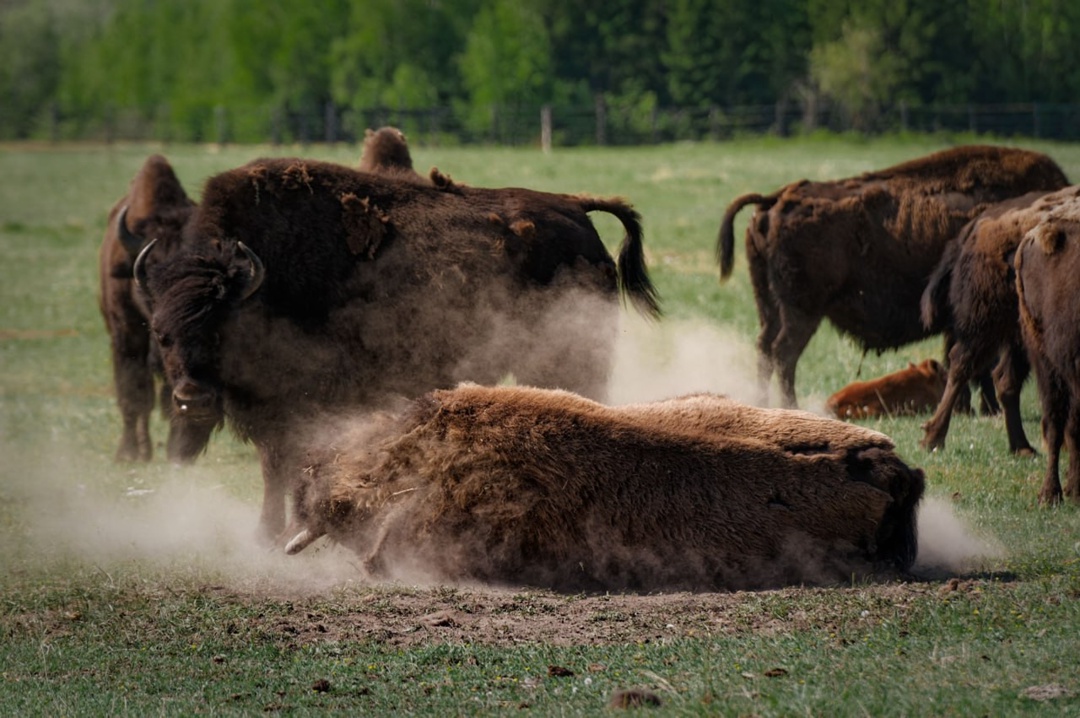 Якутия – единственное место в России, где сегодня обитают лесные бизоны