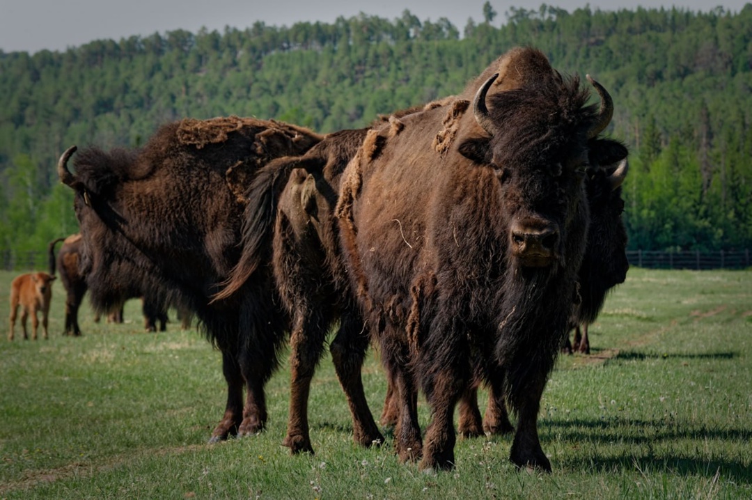Якутия – единственное место в России, где сегодня обитают лесные бизоны