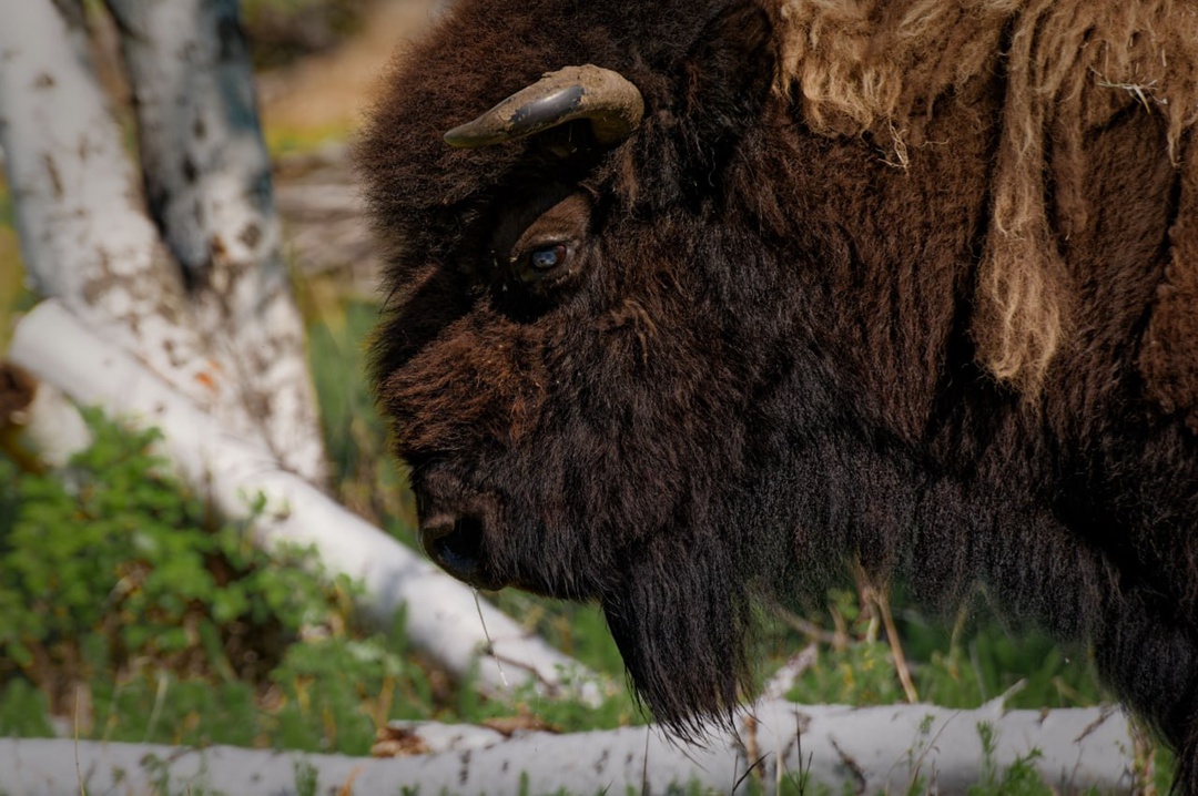 Якутия – единственное место в России, где сегодня обитают лесные бизоны