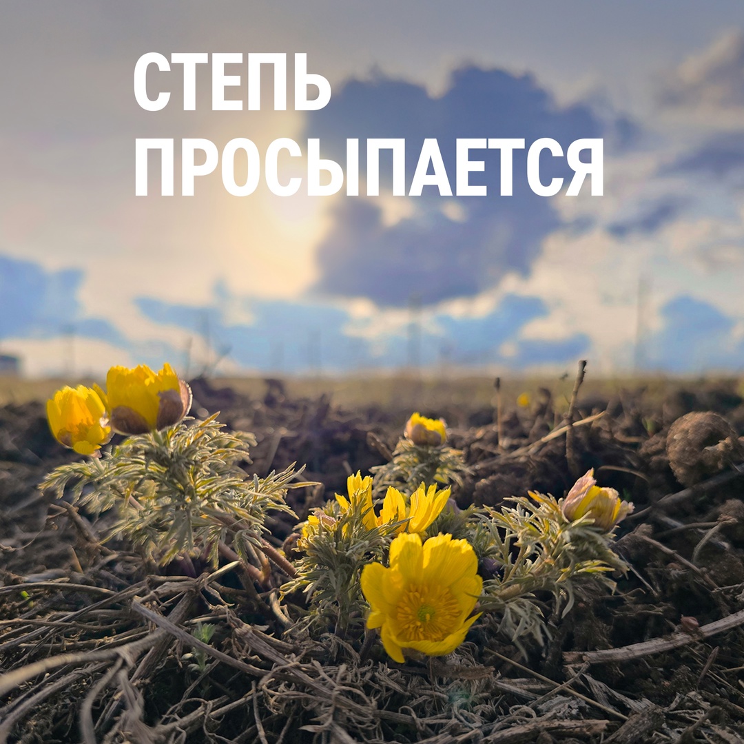 В конце апреля — начале мая в Оренбургской области распускаются тысячи первоцветов