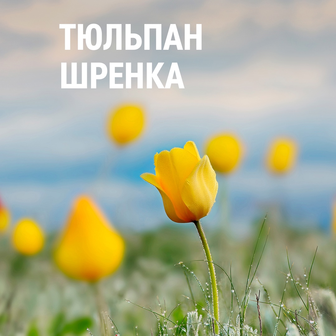 В конце апреля — начале мая в Оренбургской области распускаются тысячи первоцветов