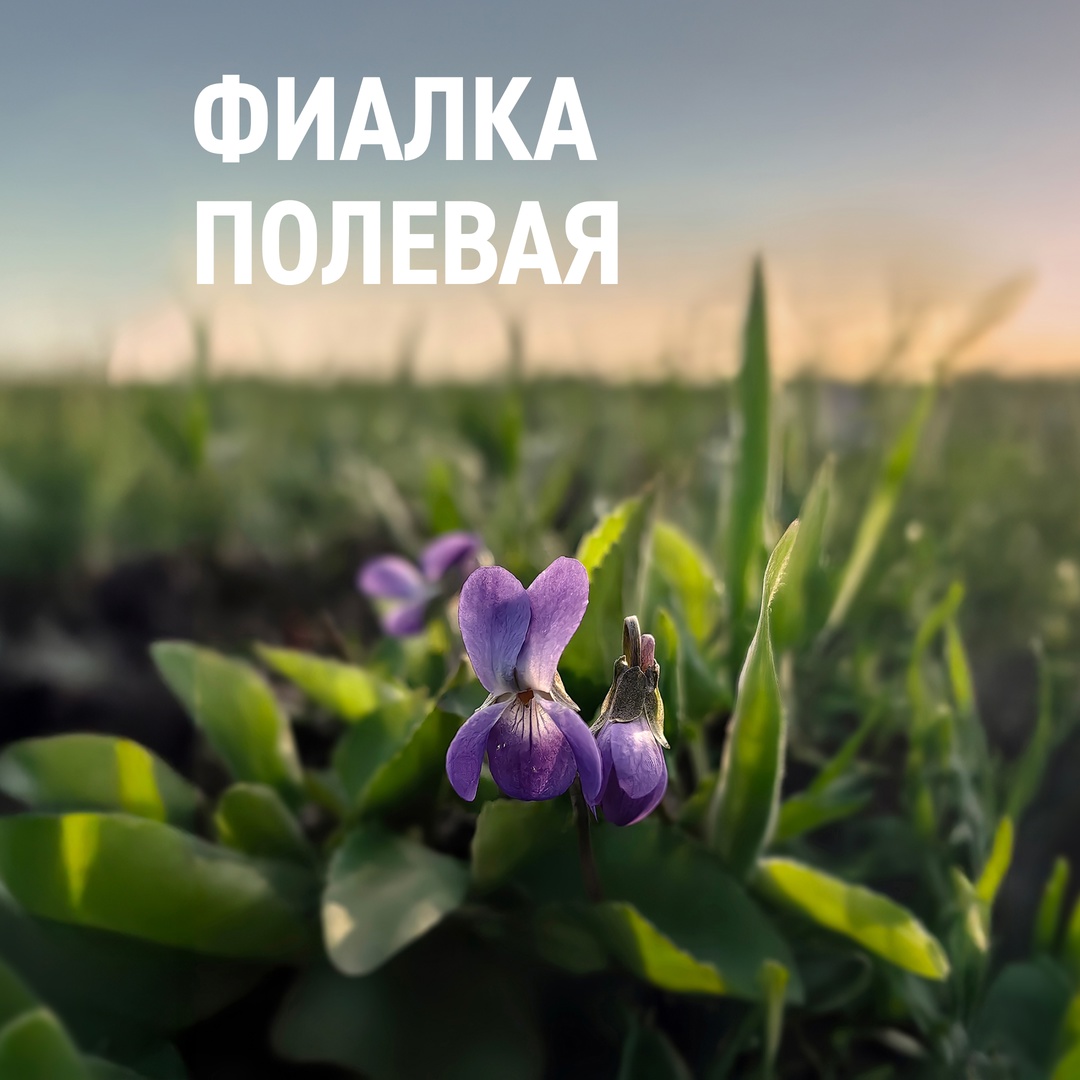 В конце апреля — начале мая в Оренбургской области распускаются тысячи первоцветов