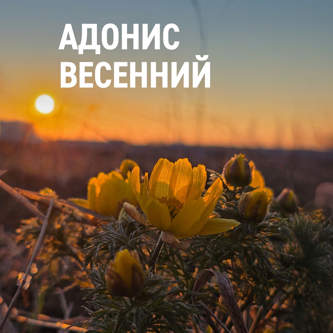 В конце апреля — начале мая в Оренбургской области распускаются тысячи первоцветов