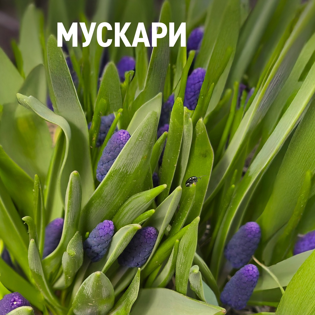 В конце апреля — начале мая в Оренбургской области распускаются тысячи первоцветов