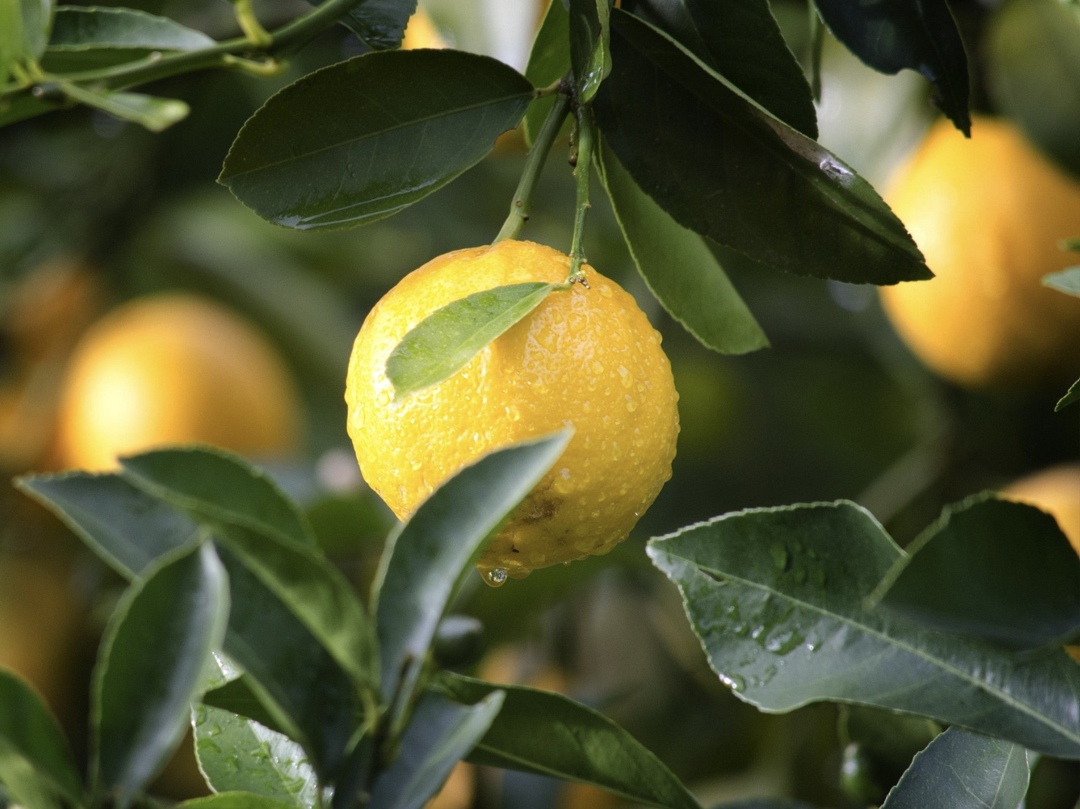 В Омске планируется создать лимонарий. Соответствующее соглашение регион подписал с ассоциацией «Субтропики России». По словам главы Министерства сельского…
