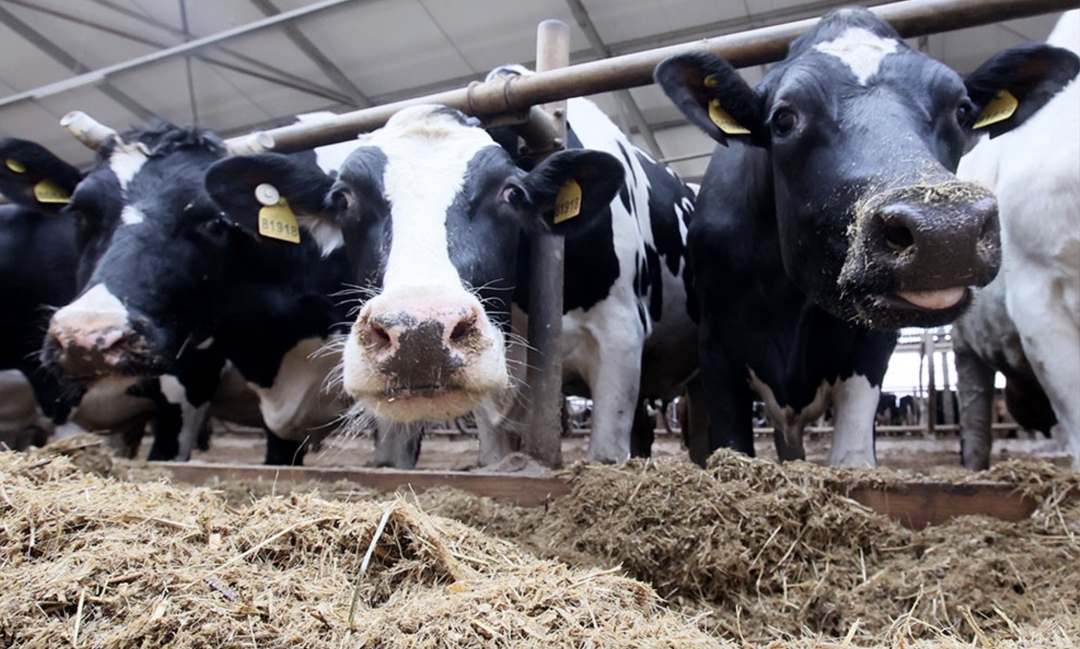 В 2024 году больше всего страховых выплат по договорам страхования сельхозживотных, заключенным с господдержкой, получили хозяйства по разведению крупного…