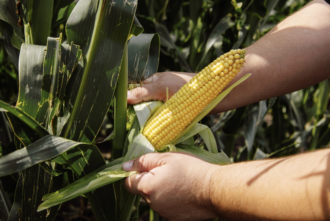 В этом году «Мираторг» впервые посеет семена кукурузы собственной селекции. За счет продукции селекционно-семеноводческого центра компании в Курской области…