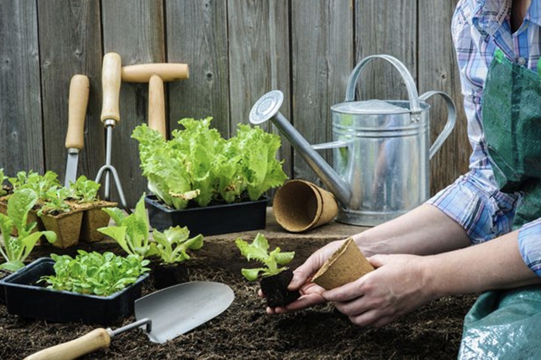 С 1 марта по 20 апреля этого года средний чек на саженцы и семена, которые потребители покупают для своих дачных участков и огородов, в целом по России вырос…