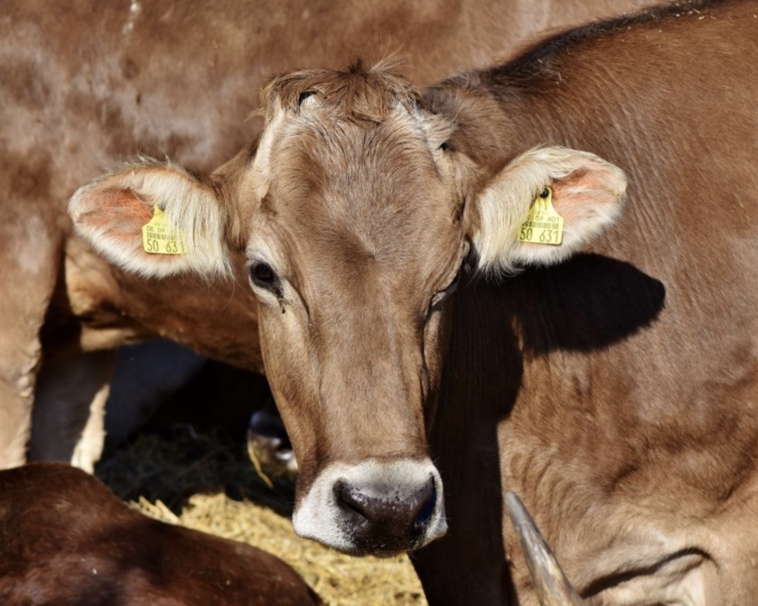 В марте сельхозпроизводство во всех хозяйствах увеличилось на 1,6%, по итогам первого квартала – на 1,7% к аналогичному периоду прошлого года, сообщил Росстат.…