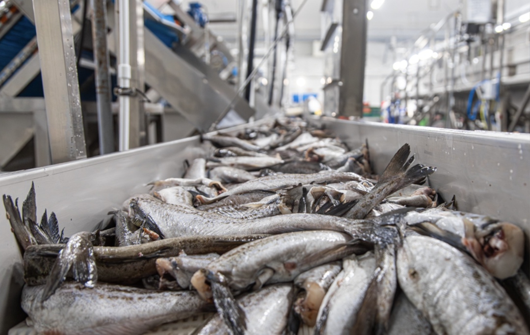 Компания «Южморрыбфлот» (входит в группу «Доброфлот») заключила соглашение с Корпорацией развития Дальнего Востока и Арктики (КРДВ) о строительстве в Находке…