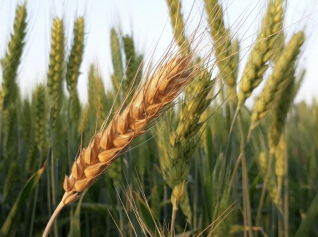 Самое интересное за апрель В апреле правительство закрепило в агрогоспрограмме цели на 2030 год, аналитики оценили рост земельного банка крупнейших игроков,…