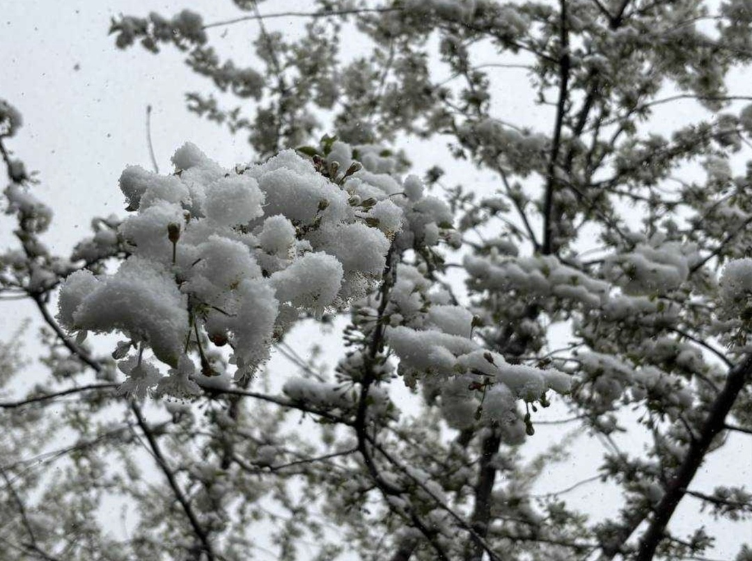Похолодание в ряде регионов может негативно сказаться на садах и ягодниках