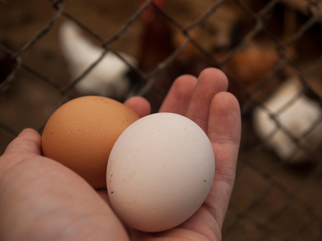 Агрохолдинг «Русское поле» начал строительство с нуля площадки для содержания продуктивного стада кур-несушек и ремонтного молодняка. На пике…