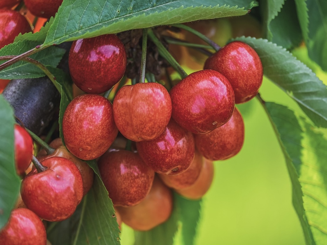 Минсельхоз планирует, что в этом году урожай плодов и ягод составит 2,1 млн т, если не помешает погода