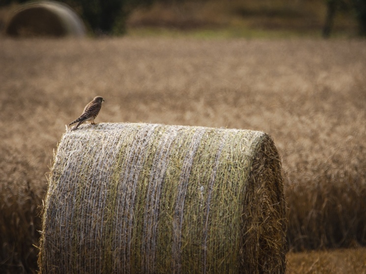 Площадь вовлеченных в оборот земель сельскохозяйственного назначения нарастающим итогом в 2024 году составила почти 2,4 млн га, говорится в итоговом докладе о…