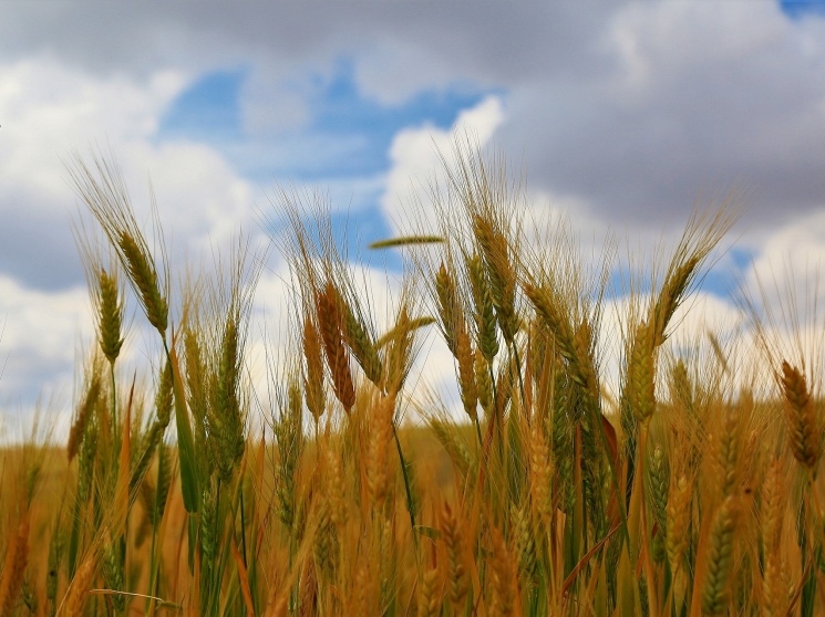 ФАС сообщила, что согласовала ходатайство ООО «Ростовская зерновая компания «Ресурс» (РЗК «Ресурс», входит в ГАП «Ресурс») о приобретении компаний по…