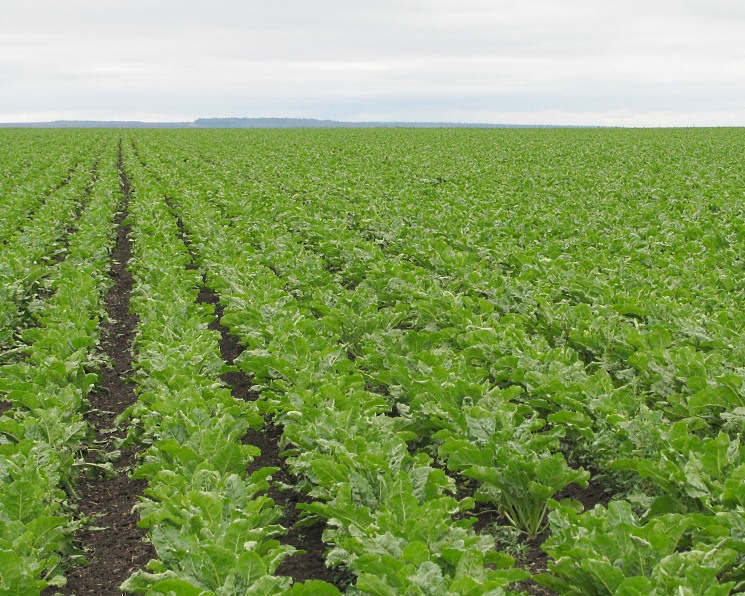 Две волны возвратных заморозков в конце апреля - начале мая в ряде регионов Южного, Центрального и Приволжского федеральных округов существенно снизили темпы…