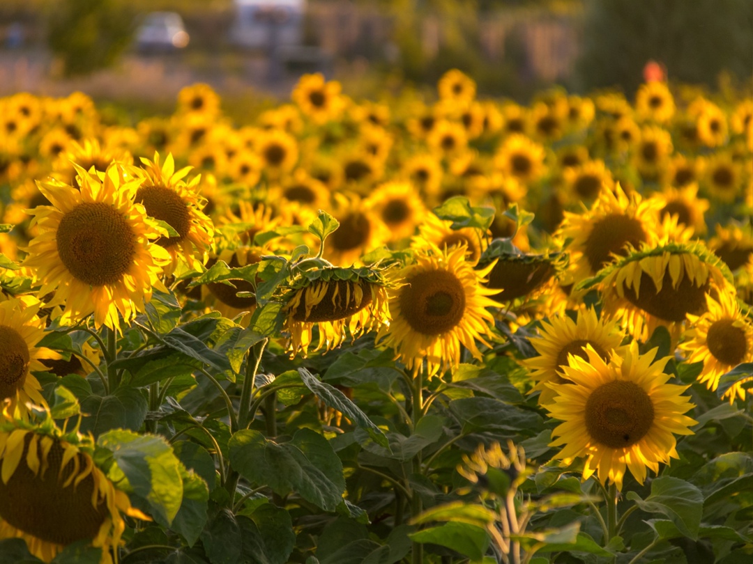 Цены на подсолнечник и подсолнечное масло на Европейской части страны продолжают снижение. По данным портала OilWorld, с 21 апреля по 11 мая масло в закупке…
