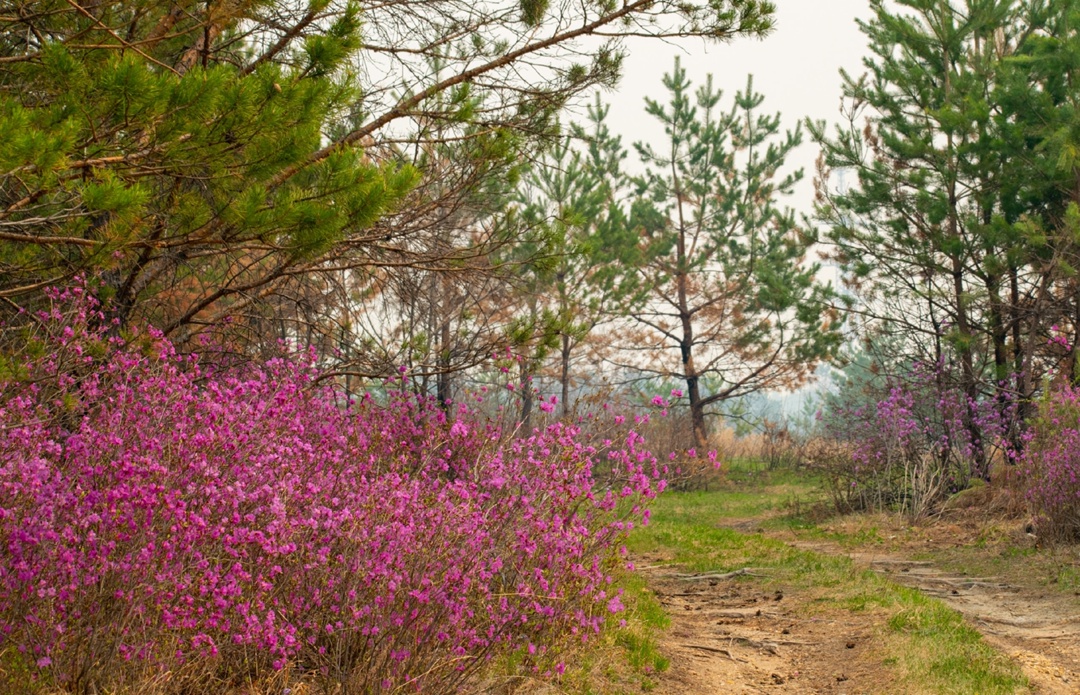 Сопки на пути к Амурскому ГПЗ усыпали первоцветы