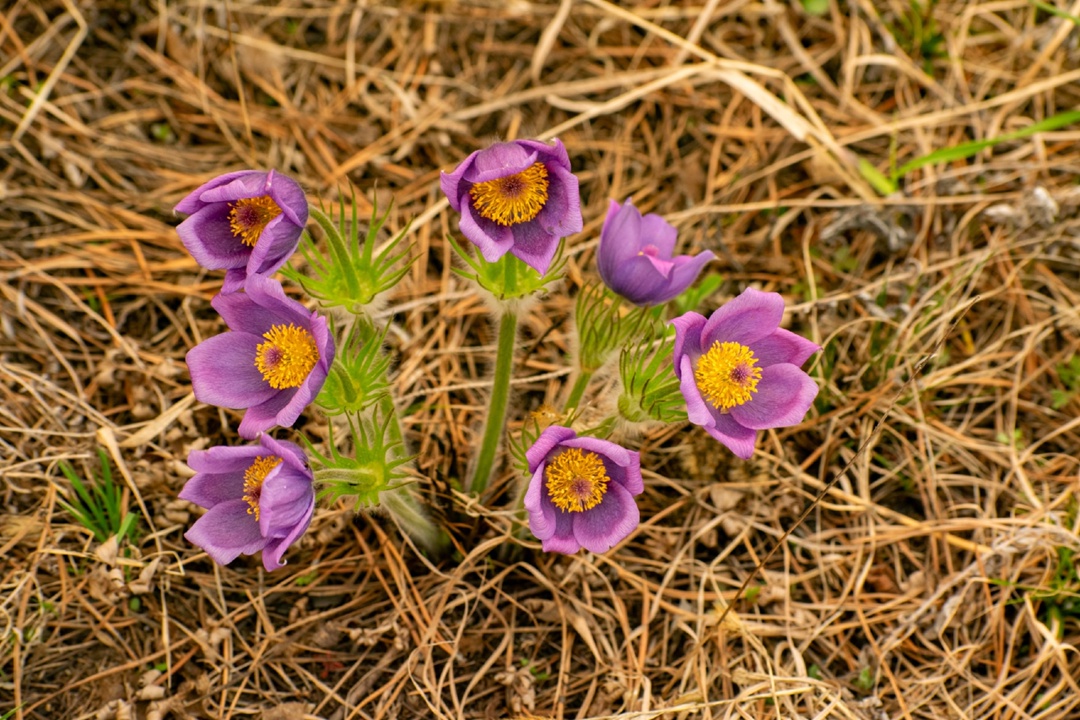 Сопки на пути к Амурскому ГПЗ усыпали первоцветы
