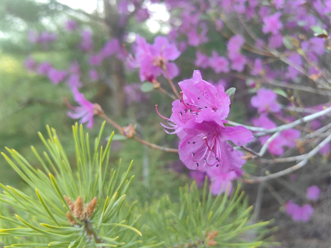 Сопки на пути к Амурскому ГПЗ усыпали первоцветы