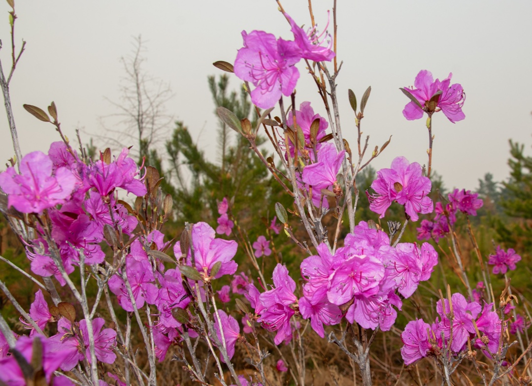 Сопки на пути к Амурскому ГПЗ усыпали первоцветы
