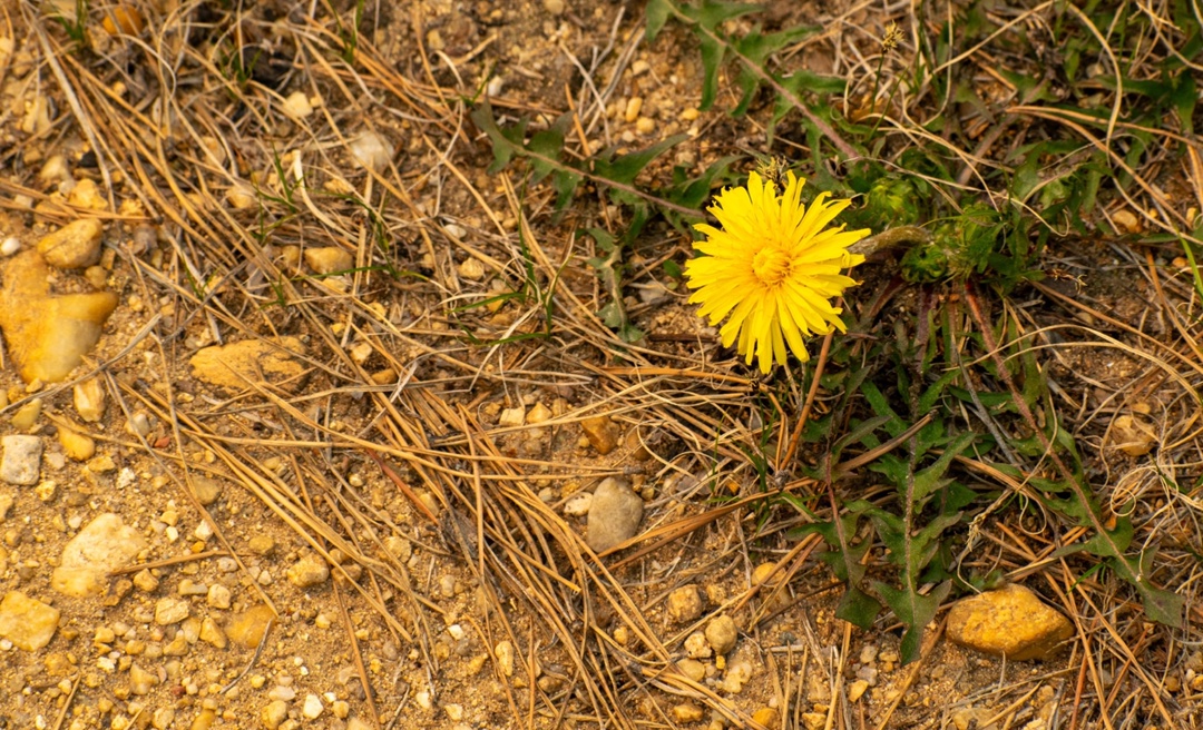 Сопки на пути к Амурскому ГПЗ усыпали первоцветы