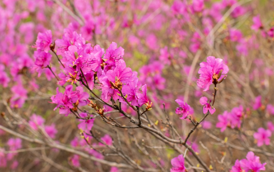 Сопки на пути к Амурскому ГПЗ усыпали первоцветы
