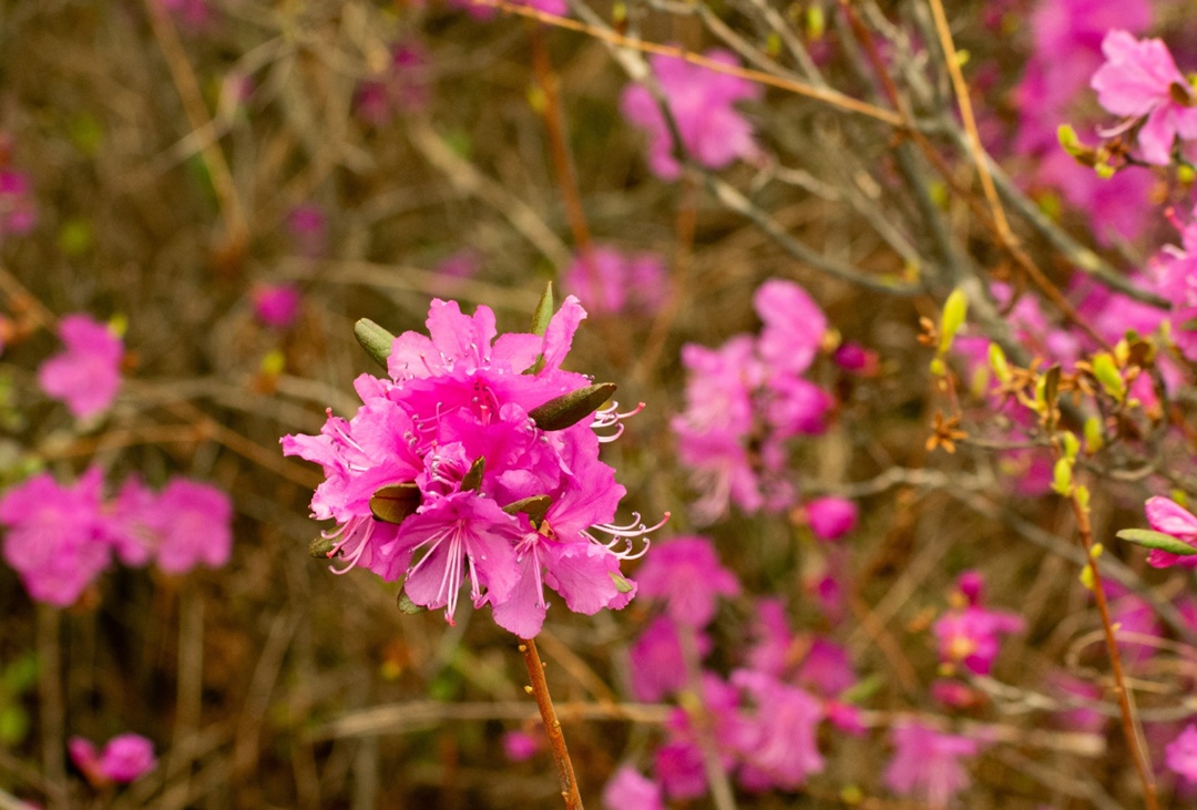 Сопки на пути к Амурскому ГПЗ усыпали первоцветы
