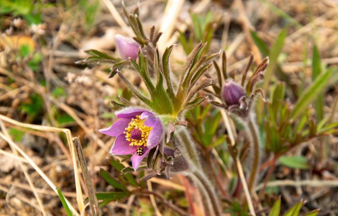 Сопки на пути к Амурскому ГПЗ усыпали первоцветы