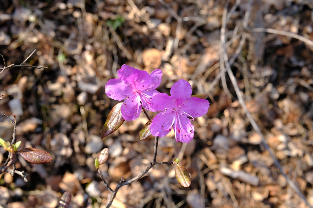 Сопки на пути к Амурскому ГПЗ усыпали первоцветы