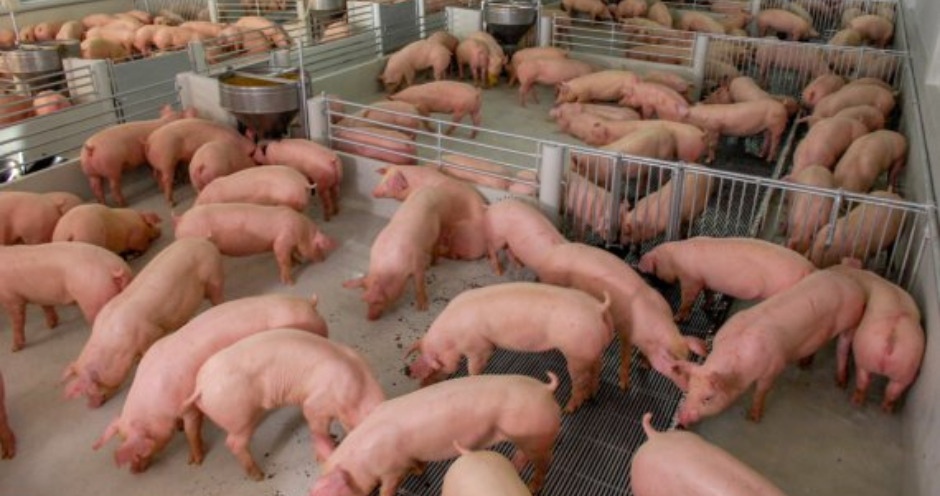 Контроль над алтайским производителем свинины «Митпром» получила структура, бенефициаром которой может выступать владелец ГК «Стилобат» Лев Мазараки, пишет…