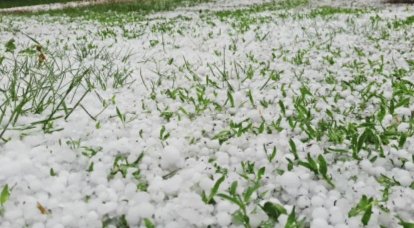 В АПК Белгородской области введен режим ЧС из-за заморозков, сообщил сайт управления МЧС по региону