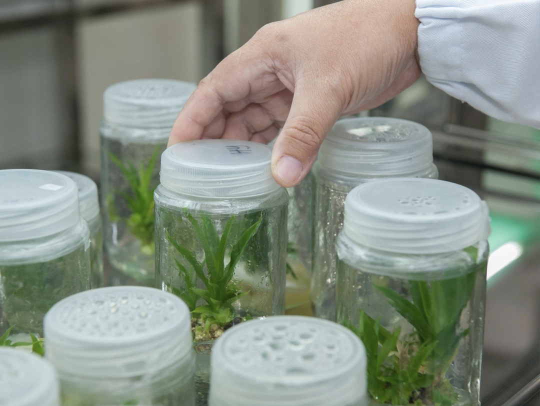 По прогнозу Центра отраслевой экспертизы Россельхозбанка (ЦОЭ РСХБ), к 2028 году объем рынка биотехнологий превысит 4,2 млн т, или 700 млрд руб. в стоимостном…