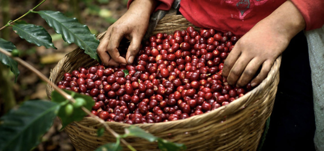 С 20 мая на срочном рынке Московской биржи начнутся торги фьючерсами на кофе. Контракты будут отражать динамику биржевой цены на зерна арабики, выращенные в…