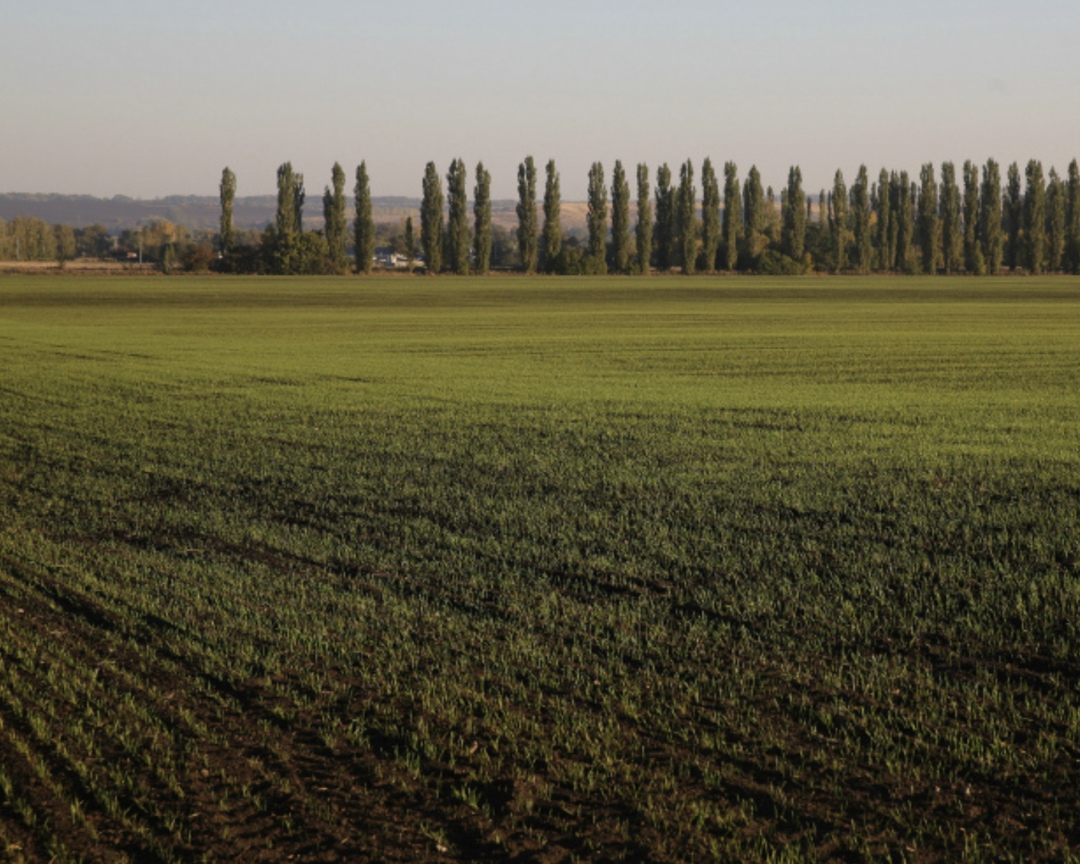 Неблагоприятные погодные условия в мае привели к гибели чуть более 100 тыс. га посевов, почти все уже пересеяно, сообщила министр сельского хозяйства Оксана…